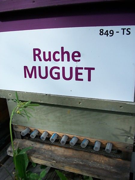 La ruche Muguet
