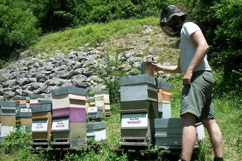La ruche Muguet