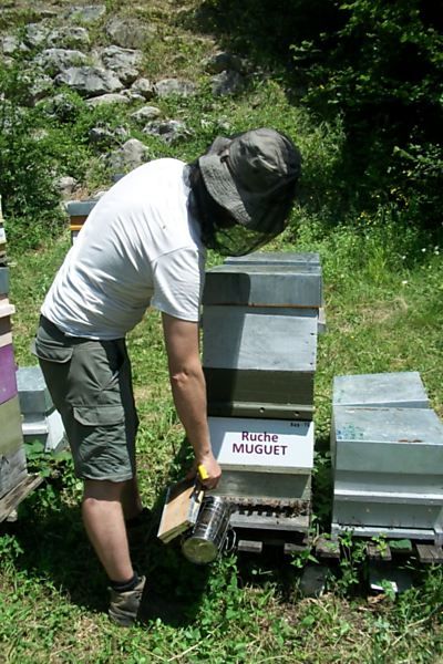La ruche Muguet
