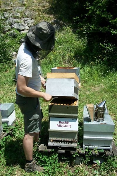 La ruche Muguet