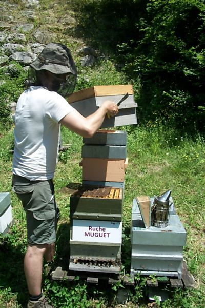 La ruche Muguet