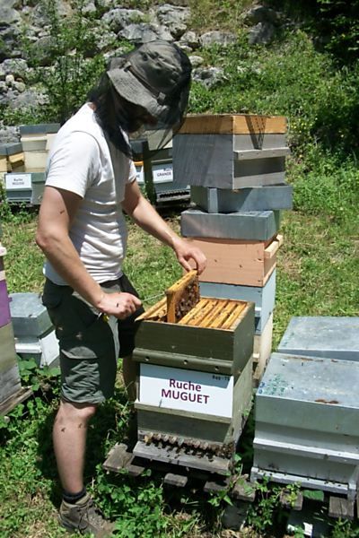 La ruche Muguet