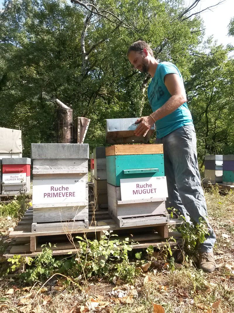 La ruche Muguet