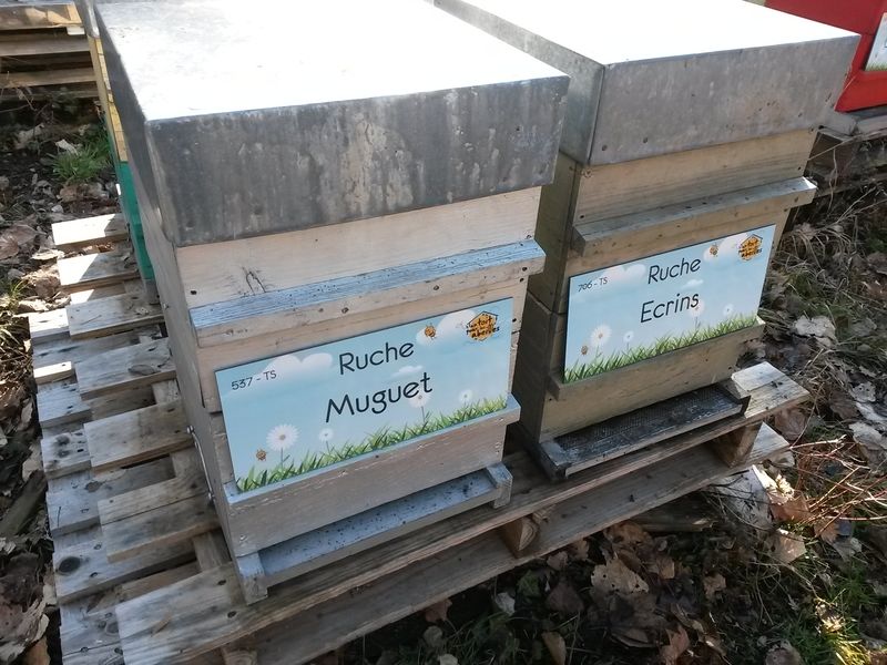 La ruche Muguet