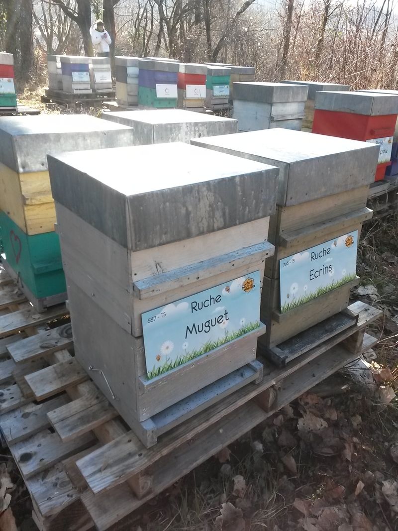 La ruche Muguet