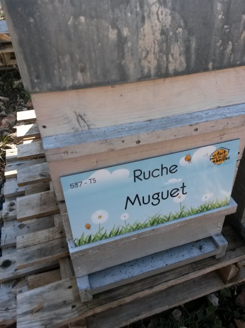 La ruche Muguet