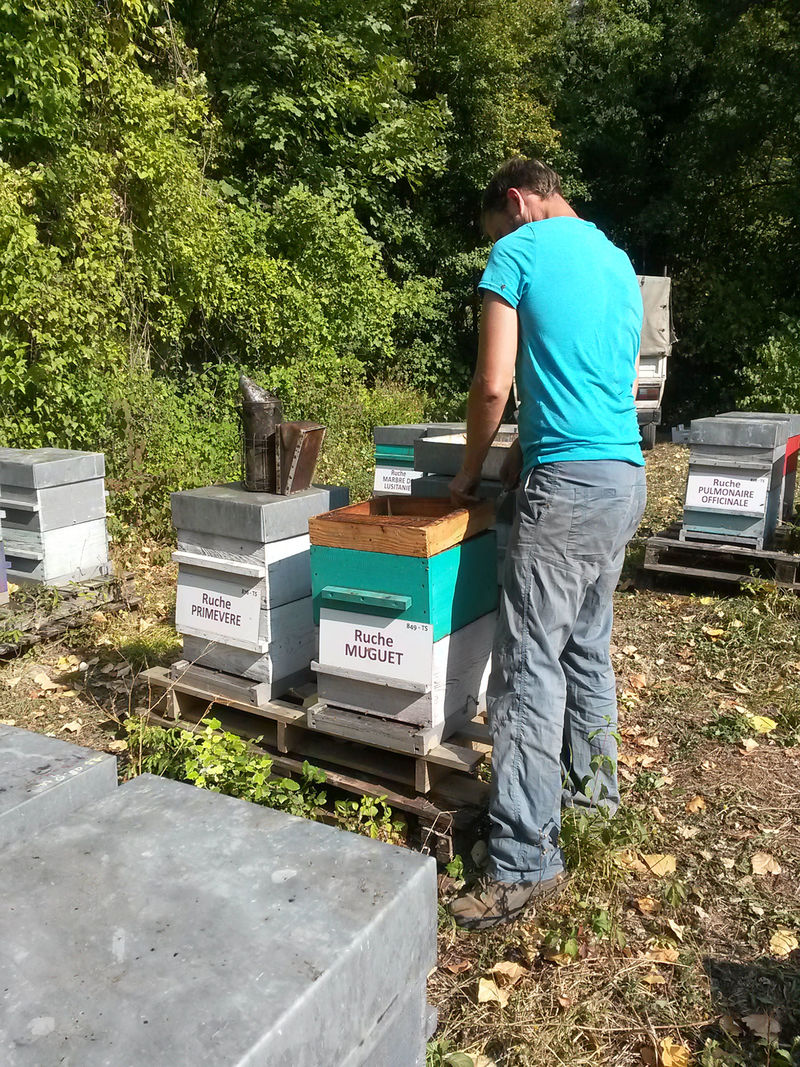 La ruche Muguet