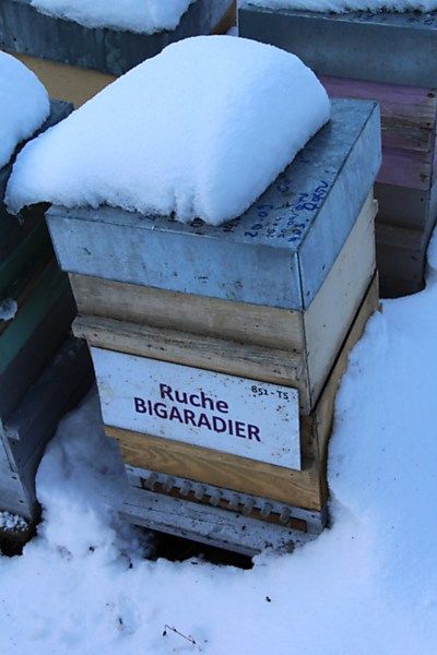 La ruche Bigaradier