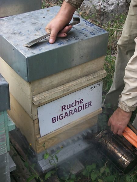 La ruche Bigaradier