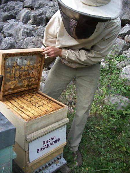 La ruche Bigaradier