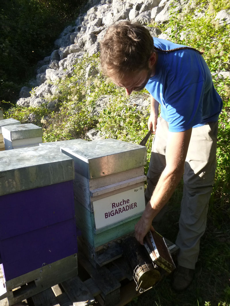 La ruche Bigaradier