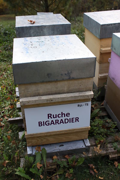 La ruche Bigaradier