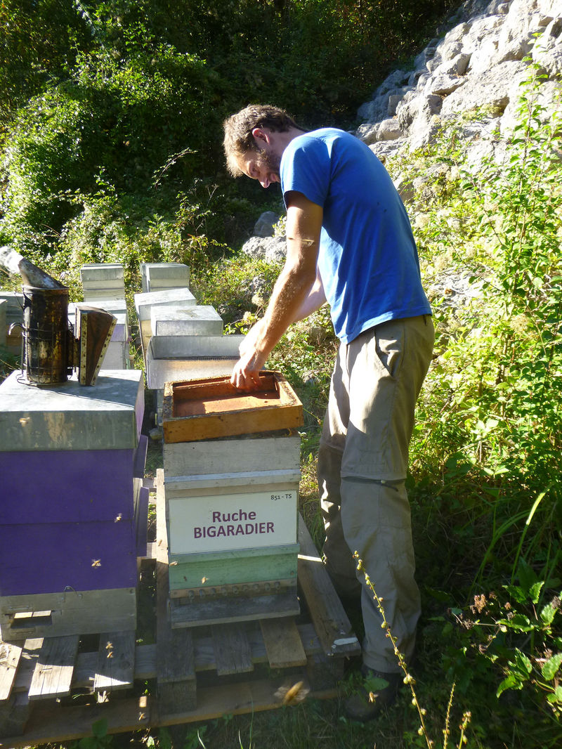 La ruche Bigaradier