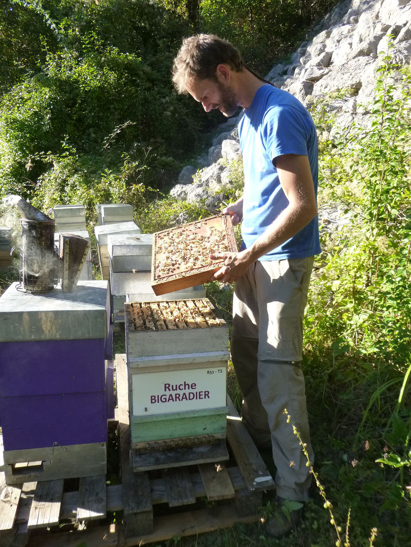 La ruche Bigaradier