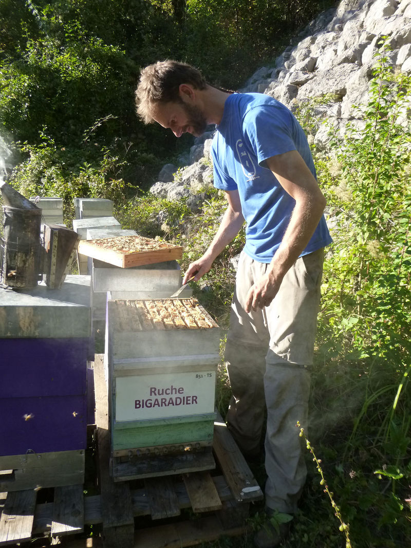 La ruche Bigaradier