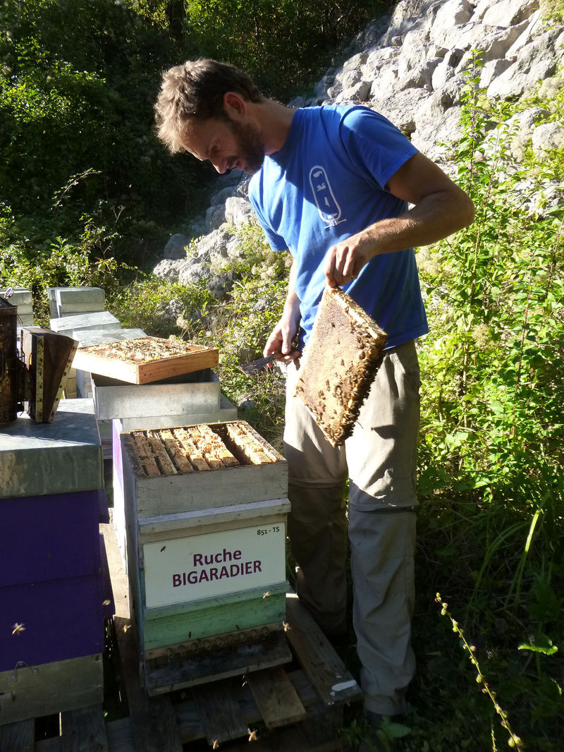La ruche Bigaradier