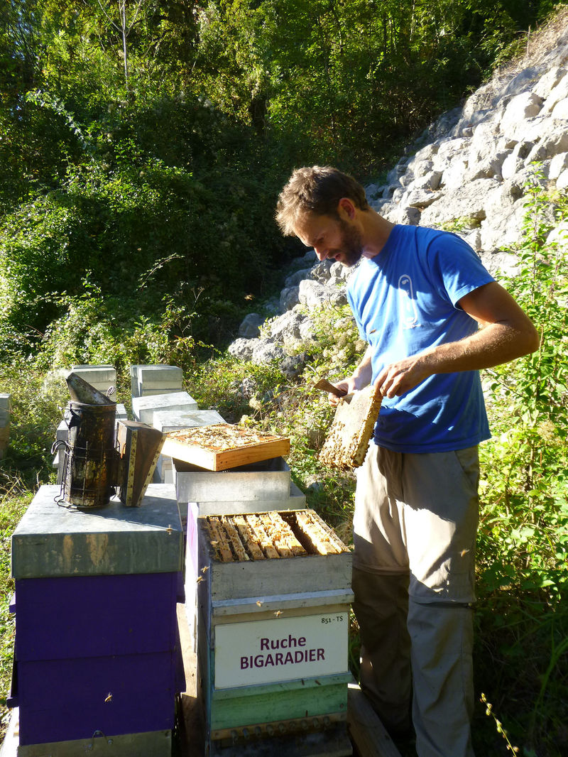 La ruche Bigaradier