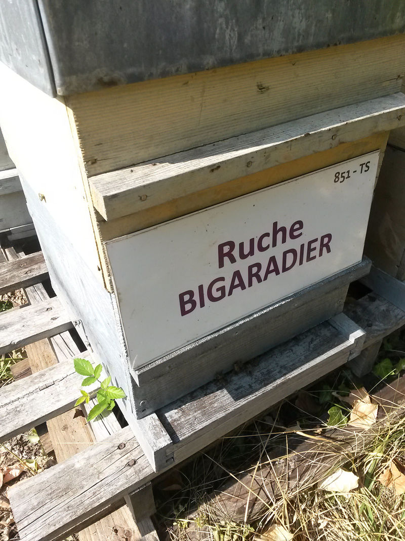 La ruche Bigaradier