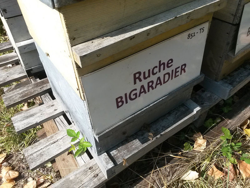 La ruche Bigaradier