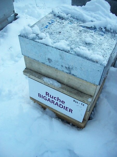 La ruche Bigaradier