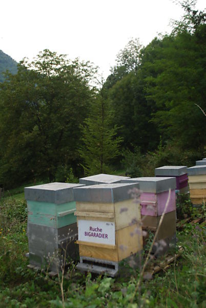 La ruche Bigaradier