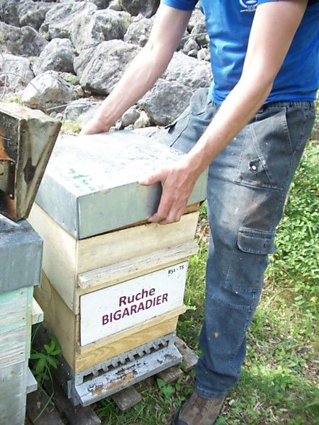 La ruche Bigaradier