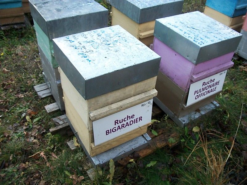 La ruche Bigaradier