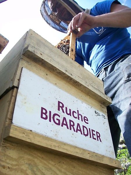 La ruche Bigaradier