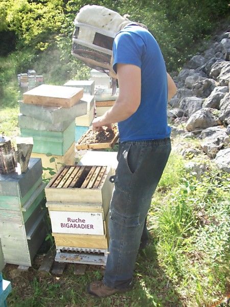 La ruche Bigaradier