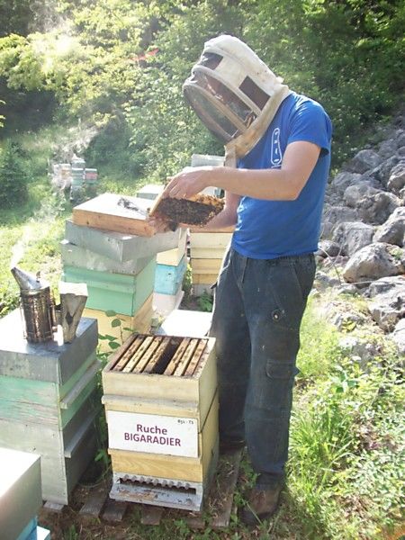 La ruche Bigaradier