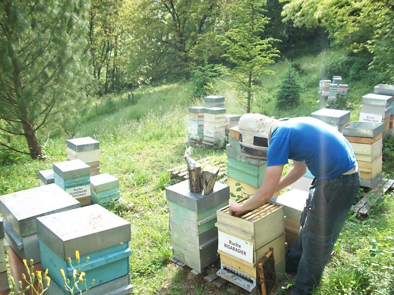 La ruche Bigaradier