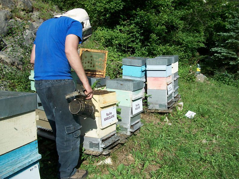 La ruche Marjolaine