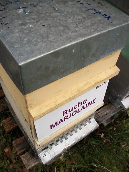 La ruche Marjolaine