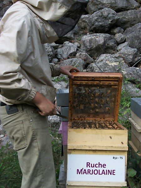 La ruche Marjolaine