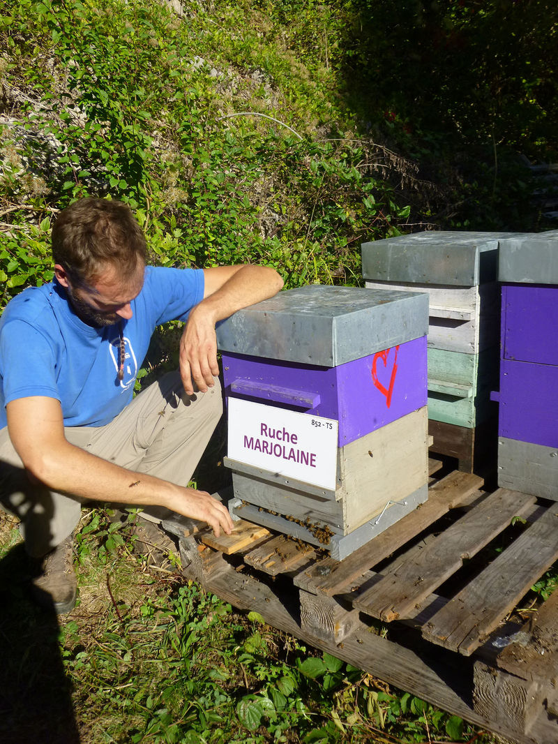 La ruche Marjolaine