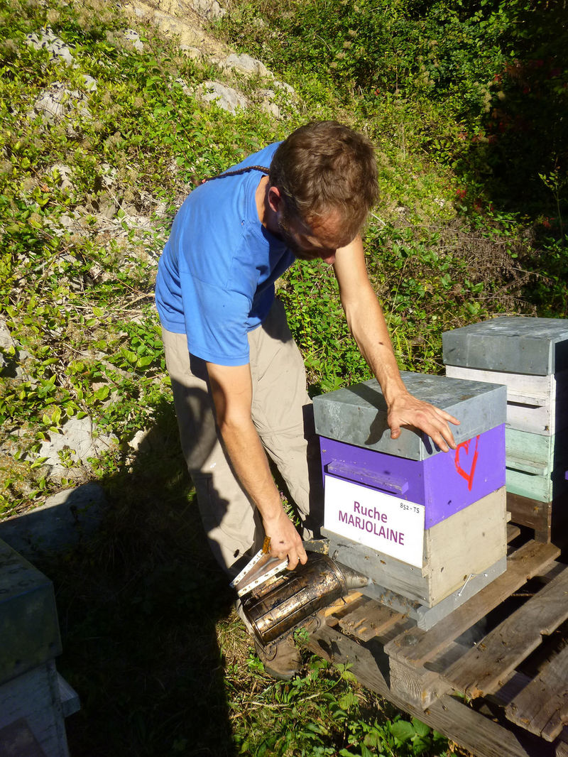 La ruche Marjolaine