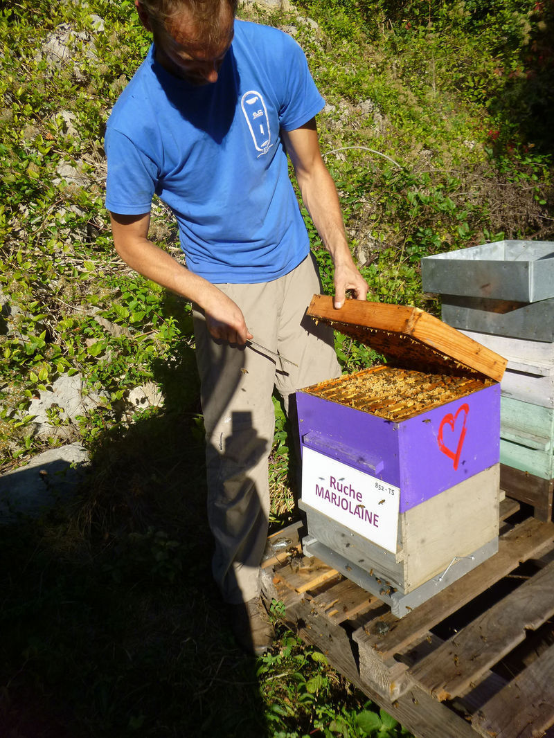 La ruche Marjolaine