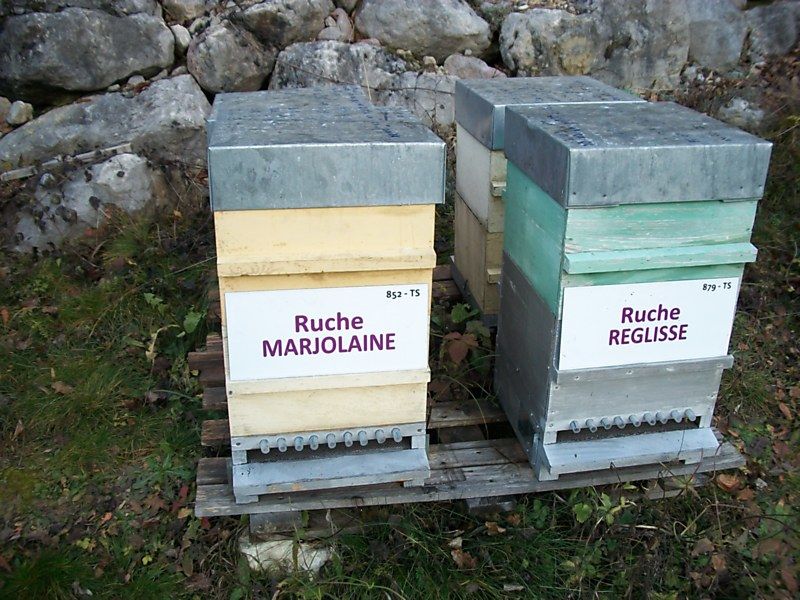 La ruche Marjolaine