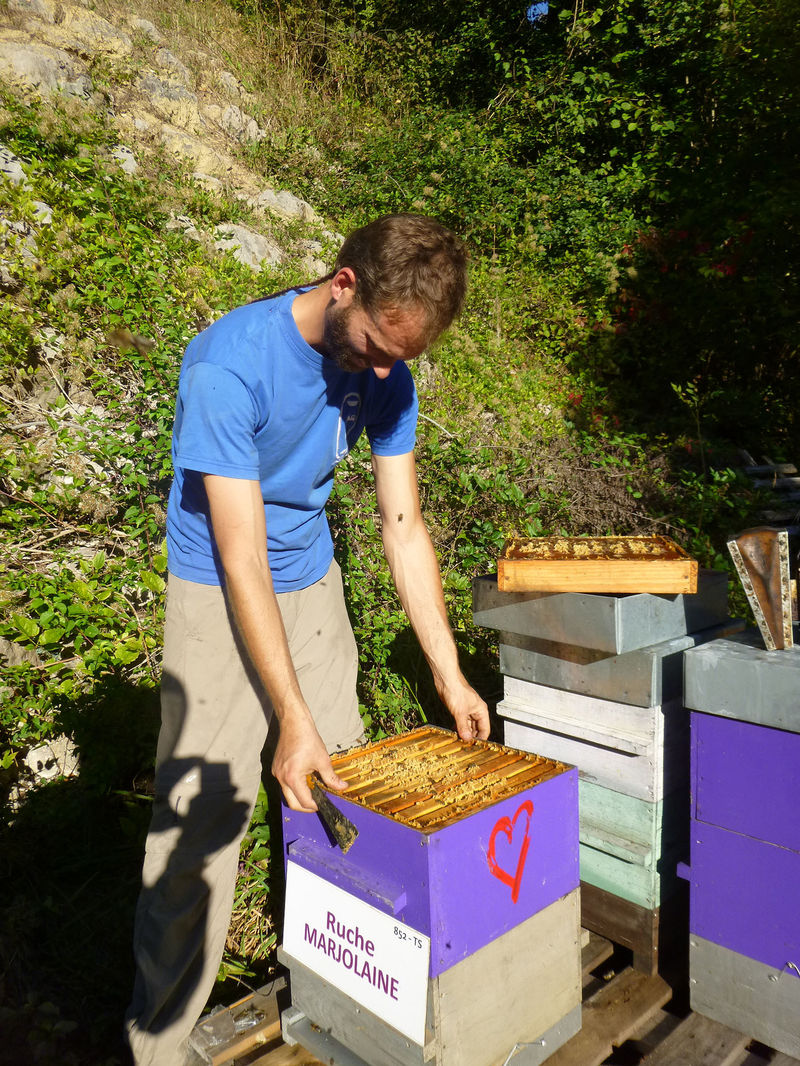 La ruche Marjolaine