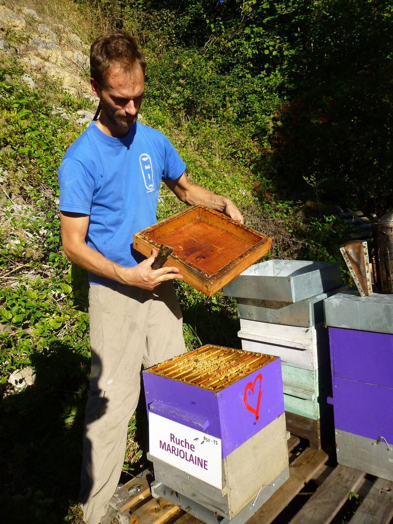 La ruche Marjolaine