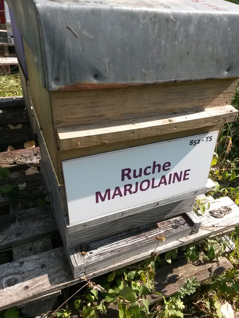 La ruche Marjolaine