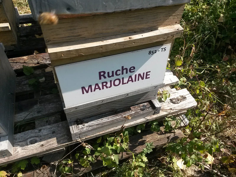 La ruche Marjolaine