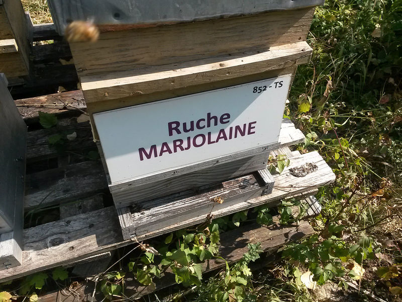 La ruche Marjolaine