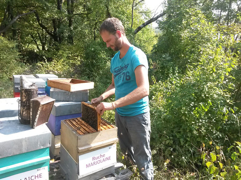 La ruche Marjolaine