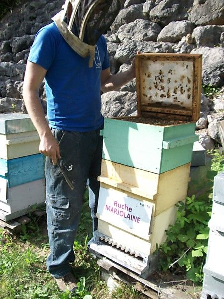La ruche Marjolaine