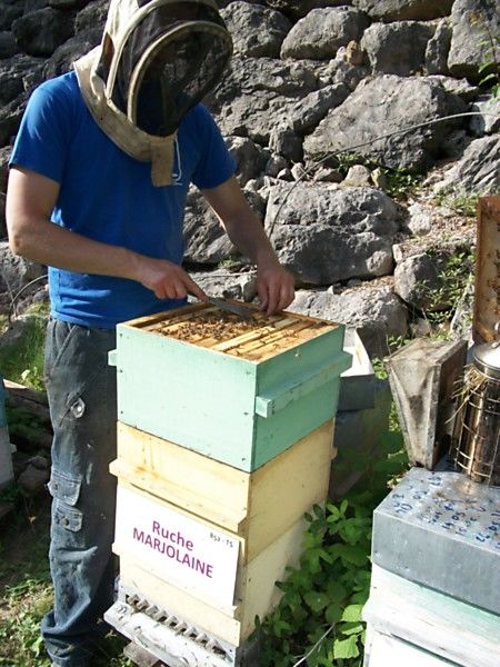 La ruche Marjolaine