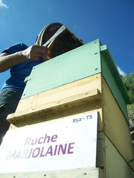 La ruche Marjolaine