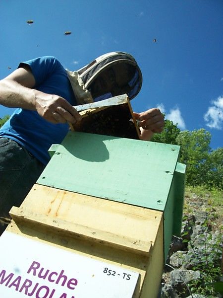 La ruche Marjolaine