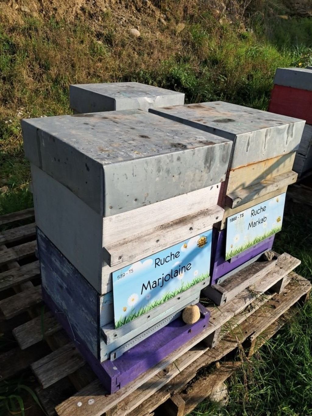 La ruche Marjolaine