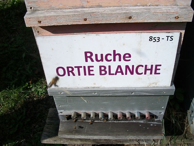 La ruche Ortie blanche